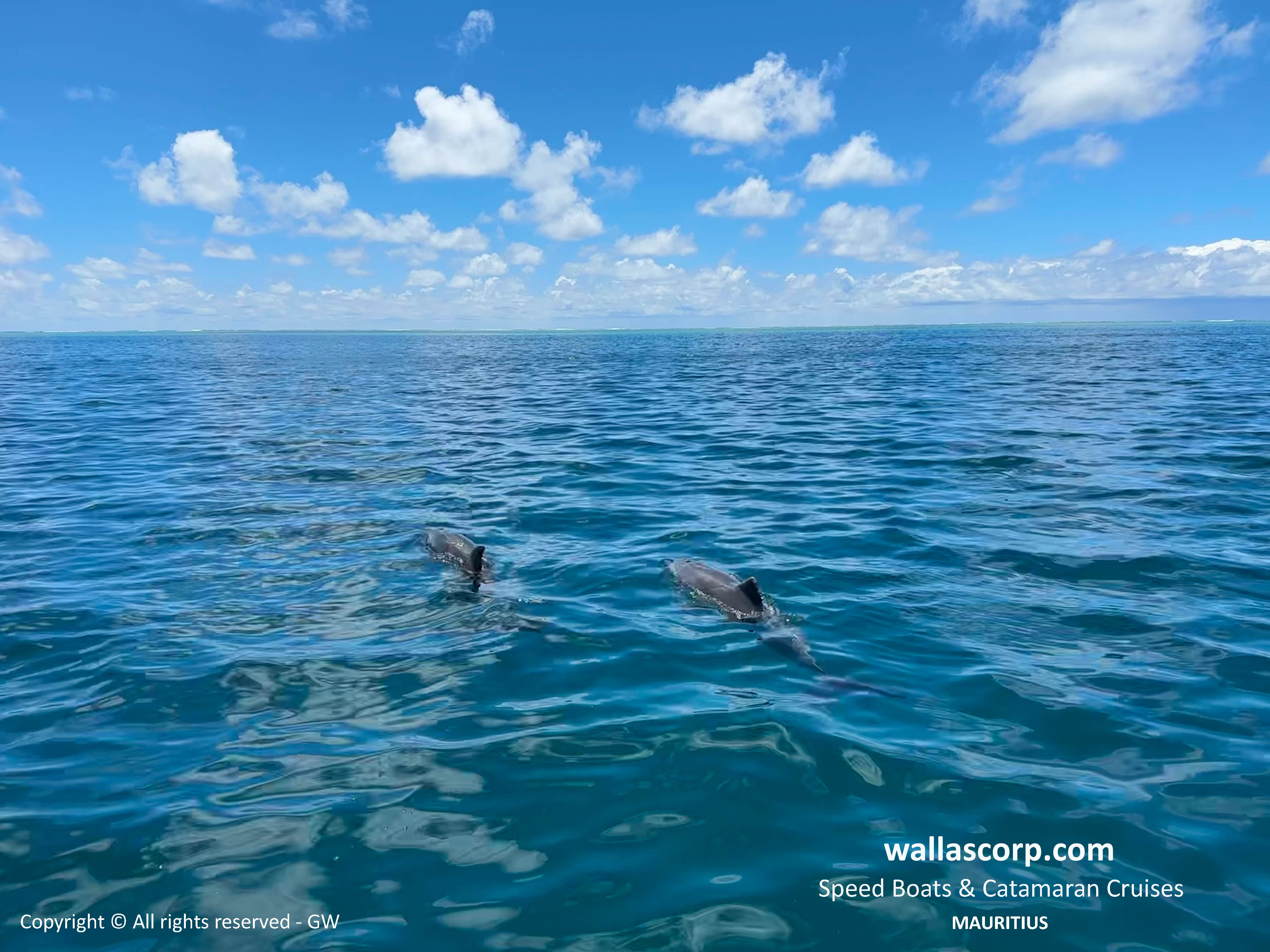 Dauphins photographiés au large de l’Est
