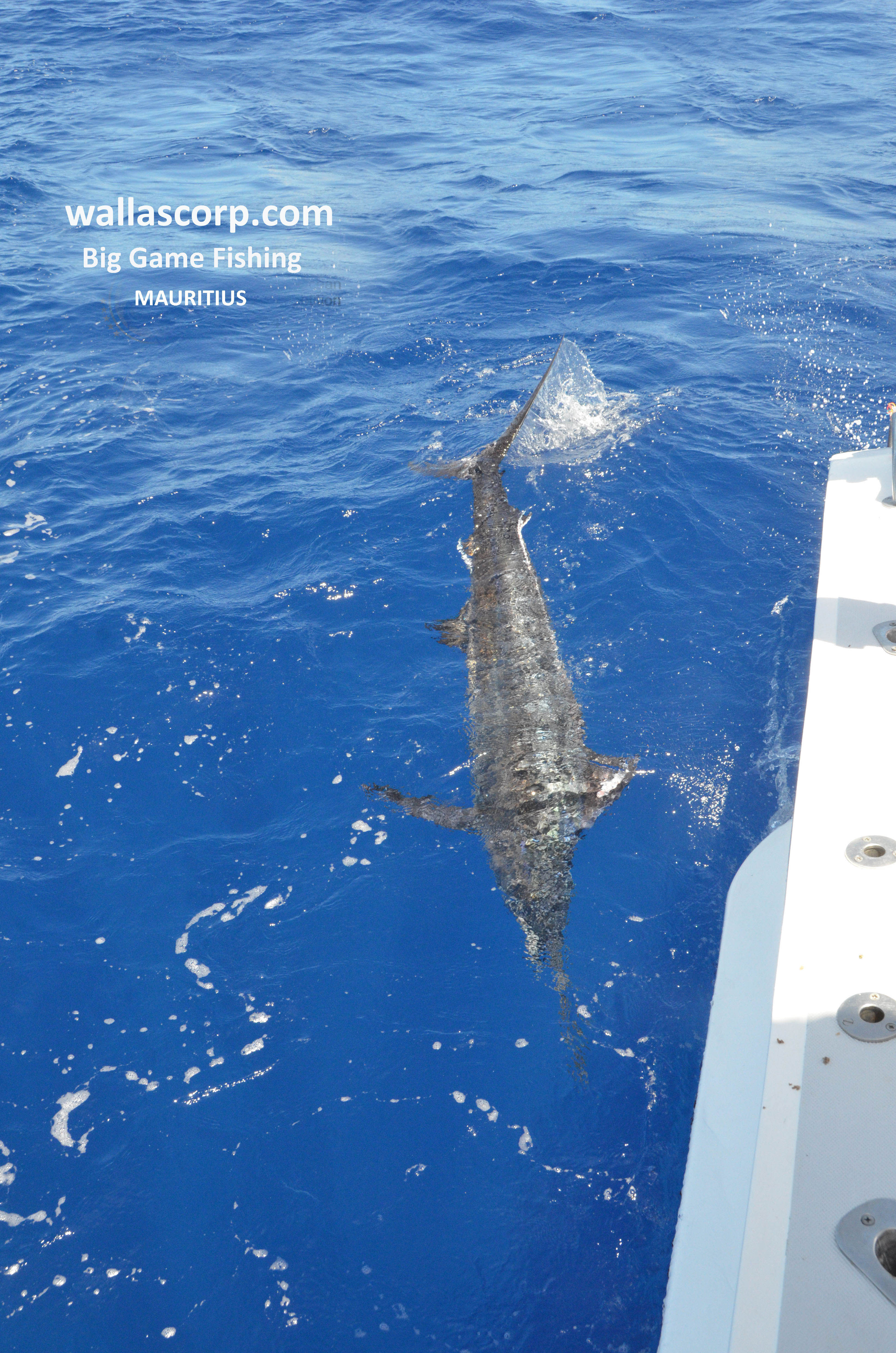 Marlin bleu photographié lors d’une sortie
