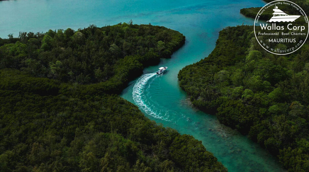 Paysages de mangrove sur la côte Nord