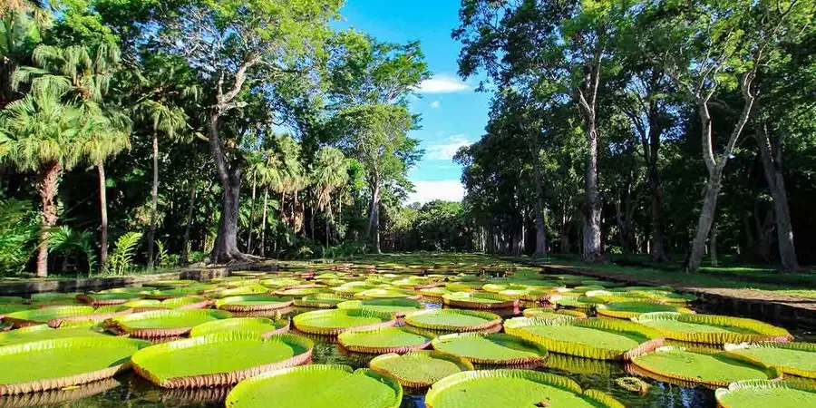 Giant water lilies surrounded by tropical trees at Pamplemousses Botanical Garden