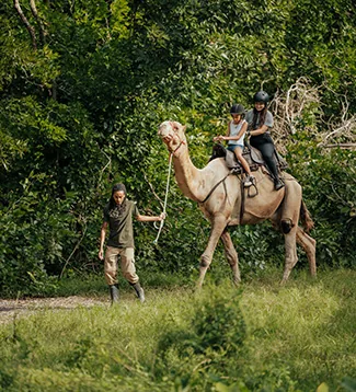 Посетители катаются на верблюде с сопровождающим в Casela Nature Parks на Маврикии.