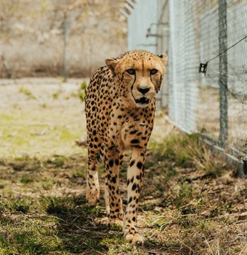 Гепард в своём вольере в Casela Nature Parks на Маврикии.