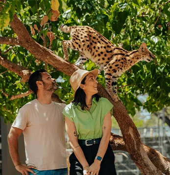 Посетители кормят жирафов с платформы в Casela Nature Parks на Маврикии.