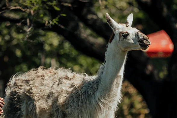 Лама на территории Casela Nature Parks на Маврикии.