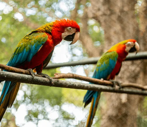 Разноцветные ара на ветке в Casela Nature Parks на Маврикии.