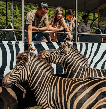 Зебры рядом с посетителями в автомобиле сафари в Casela Nature Parks на Маврикии.