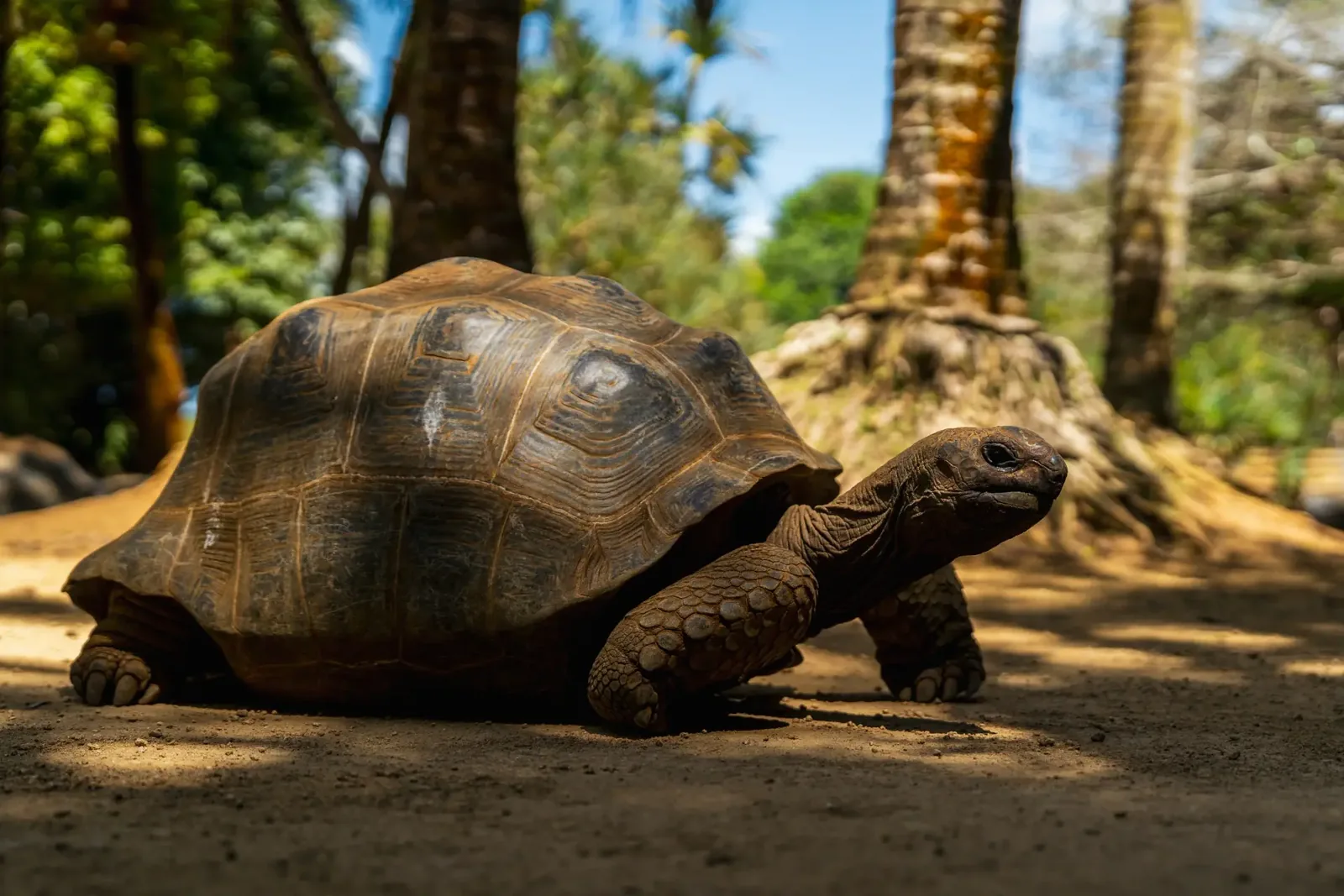 Гигантская черепаха Альдабра на тенистой дорожке La Vanille Nature Park на Маврикии.