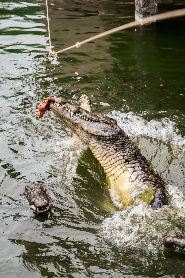 Крокодил поднимается из воды во время показательного кормления в La Vanille Nature Park на Маврикии.