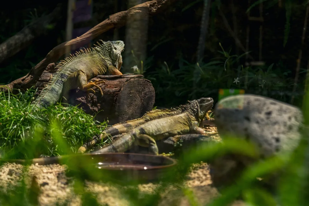 Игуаны среди камней и растительности в La Vanille Nature Park на Маврикии.