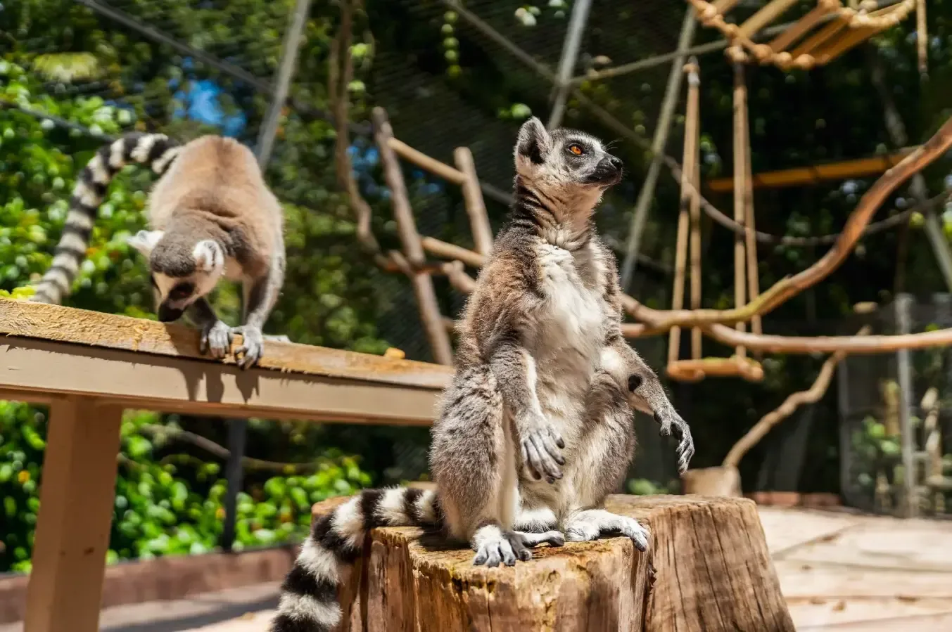 Кольцехвостые лемуры на деревянной платформе La Vanille Nature Park на Маврикии.