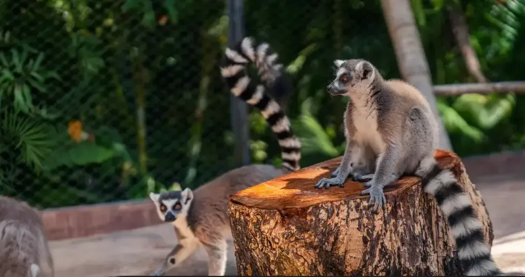 Кольцехвостые лемуры рядом с пнём в La Vanille Nature Park на Маврикии.